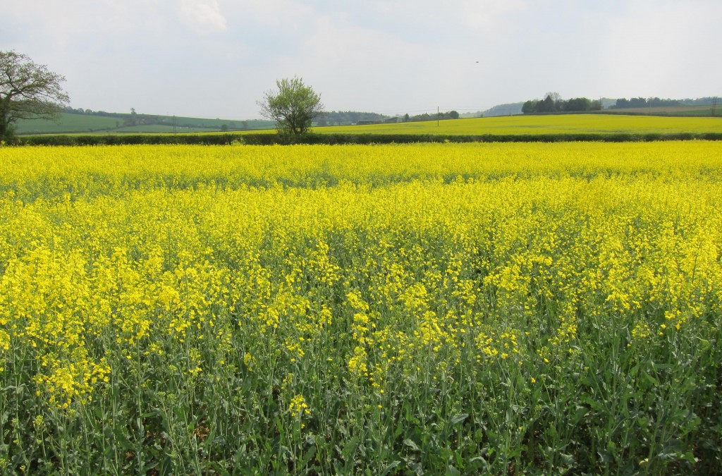 I hate to walk through this crop but a field of flowering rapeseed is certainly picturesque