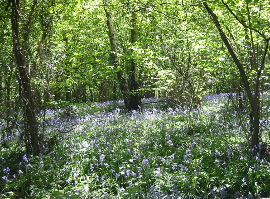 Another springtime glory - bluebells!