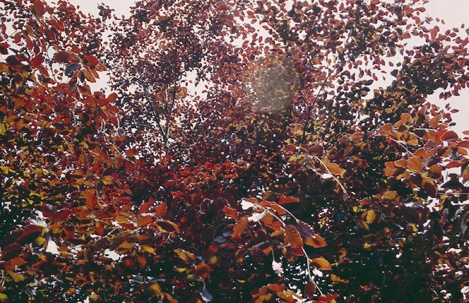 An ornament of the Chiltern countryside – the copper beech