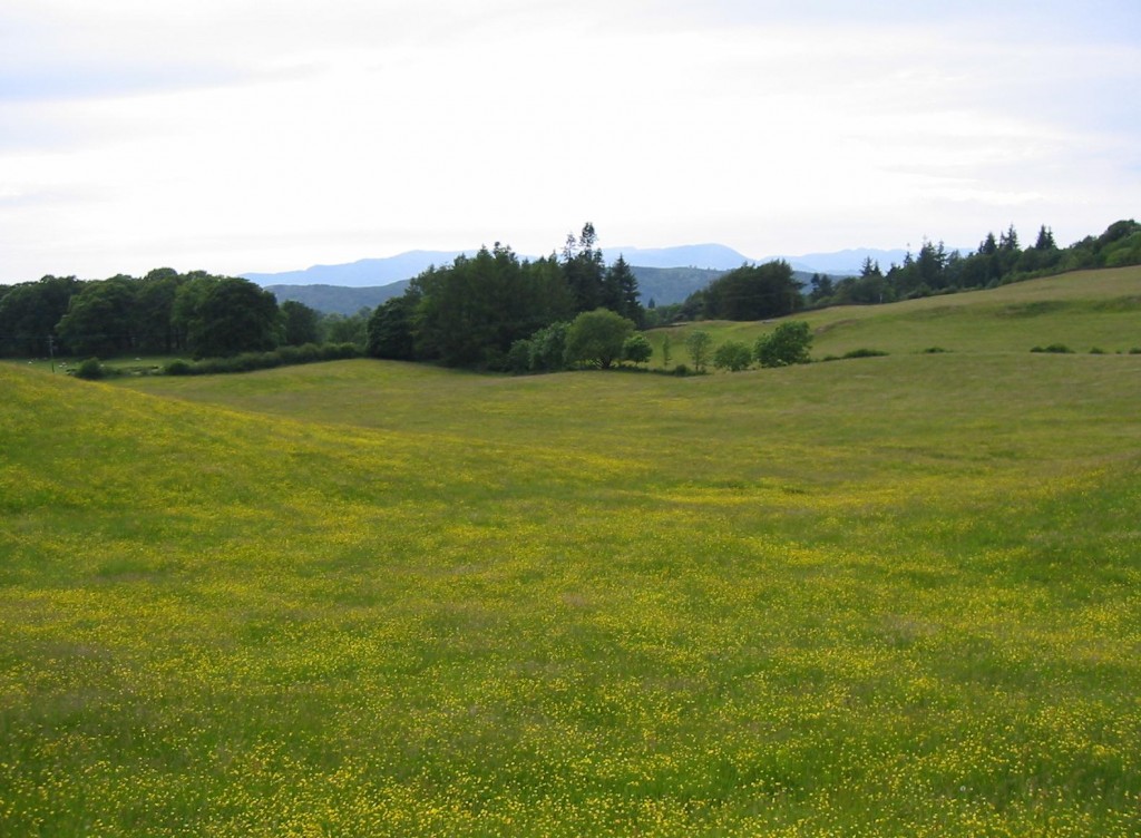 Buttercups on the road to Cleabarrow