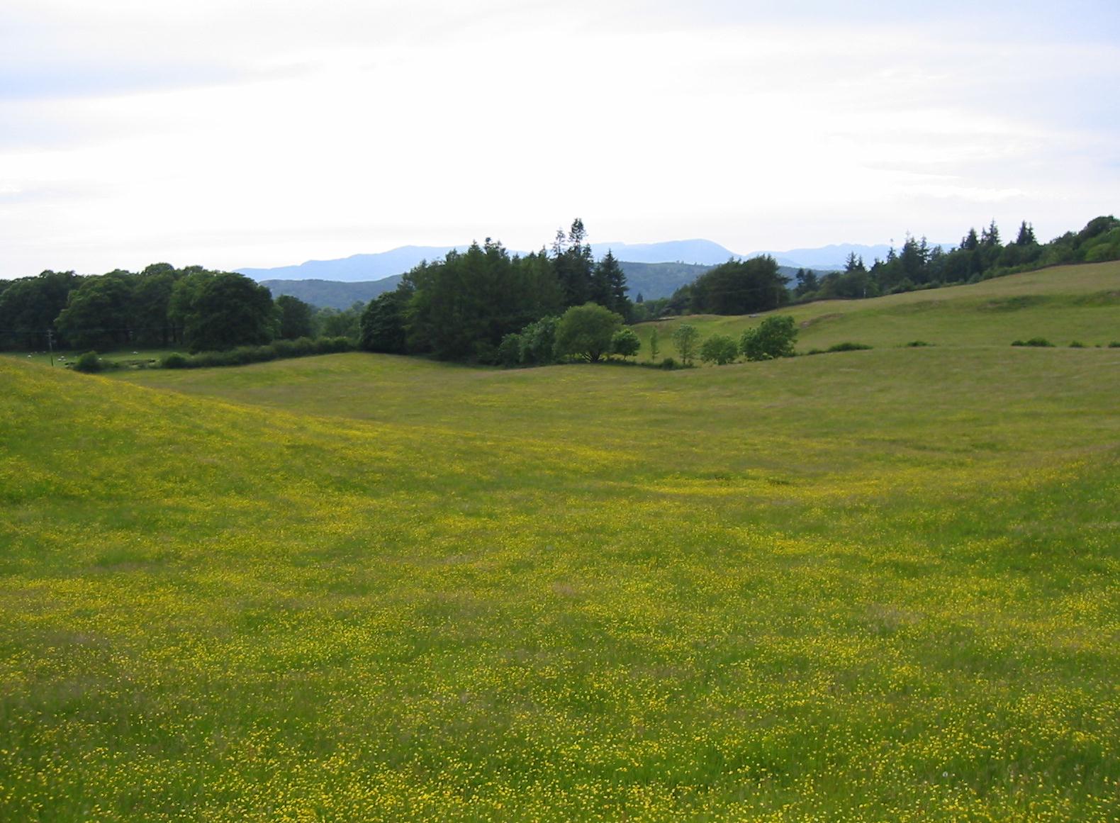 Buttercups on the road to Cleabarrow