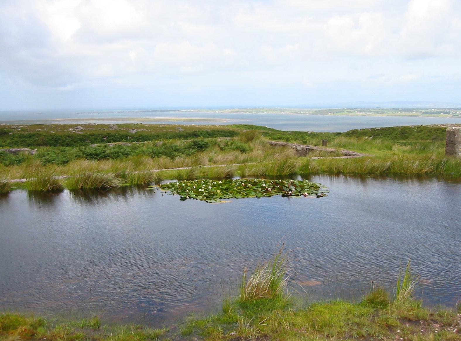 Water lilies on the moorland path to Camp