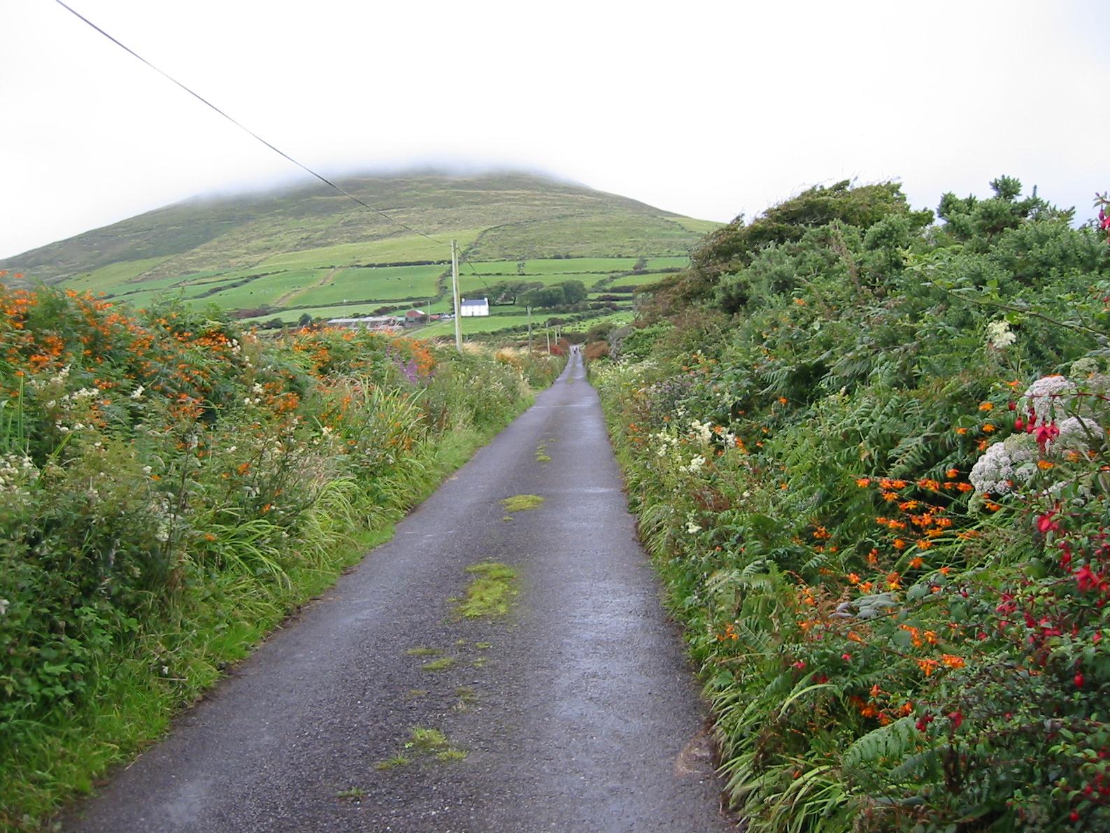 Lilies and fuchsias line the road from Lispole
