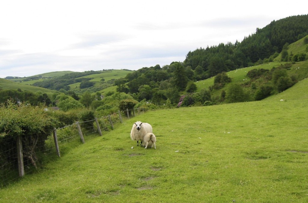 Nursing sheep on the road to Forge