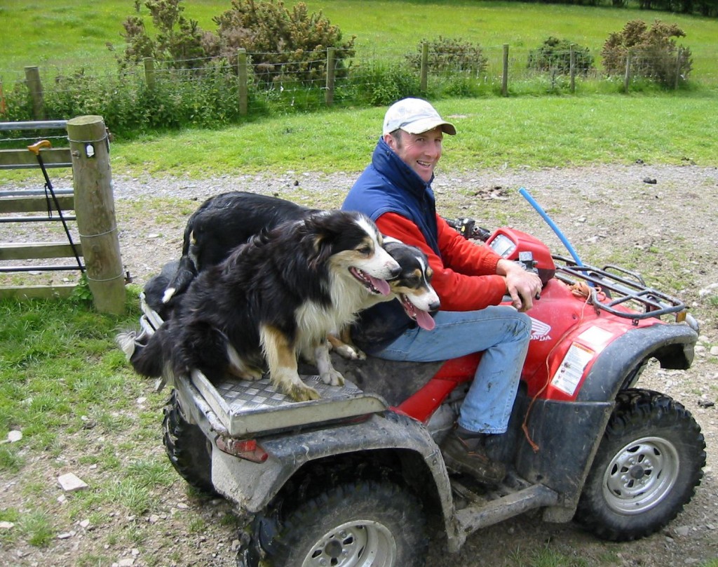 Farmer and sheepdogs on the road to Penegoes