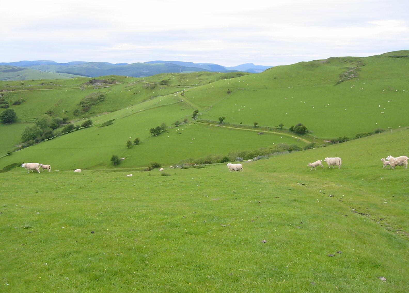 Green track along Ffridd Esgair-yr-onen