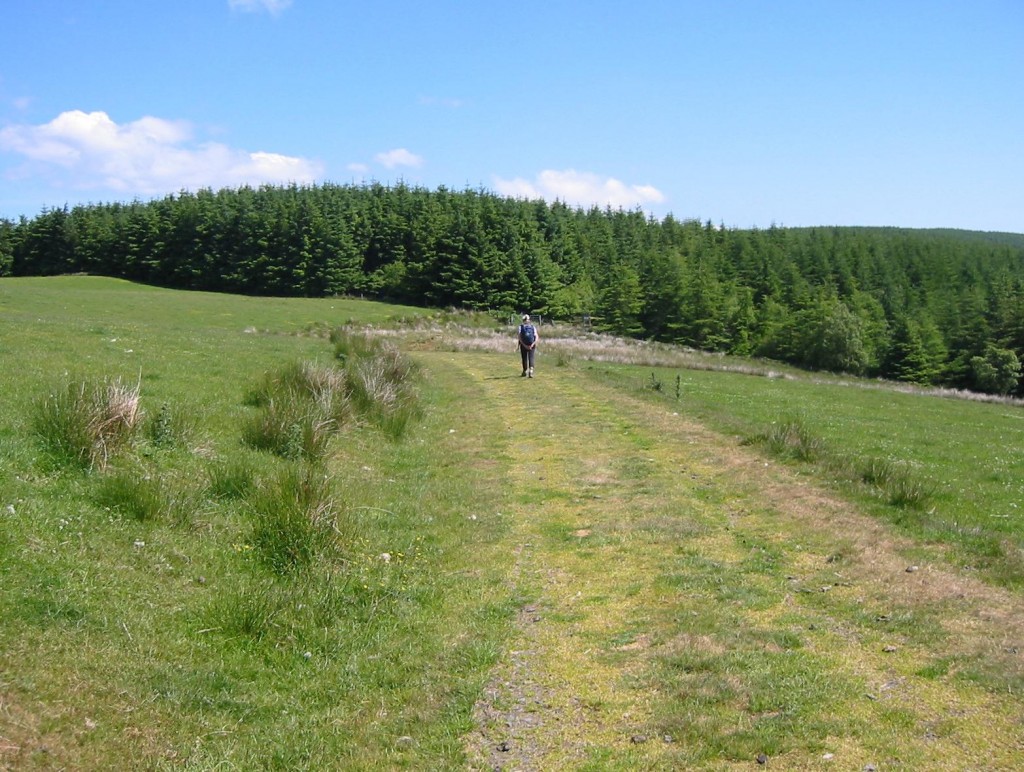 Heading into the forestry after Cerrig y Tan