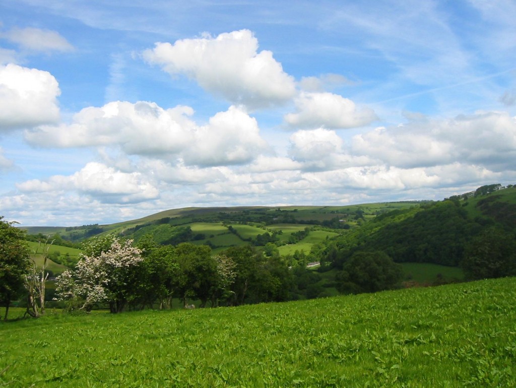 Looking north near Great Wood