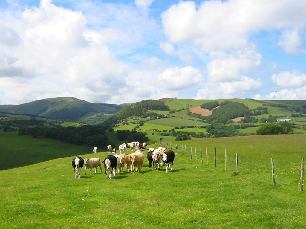 Cows come to greet us above Nantyfyda.