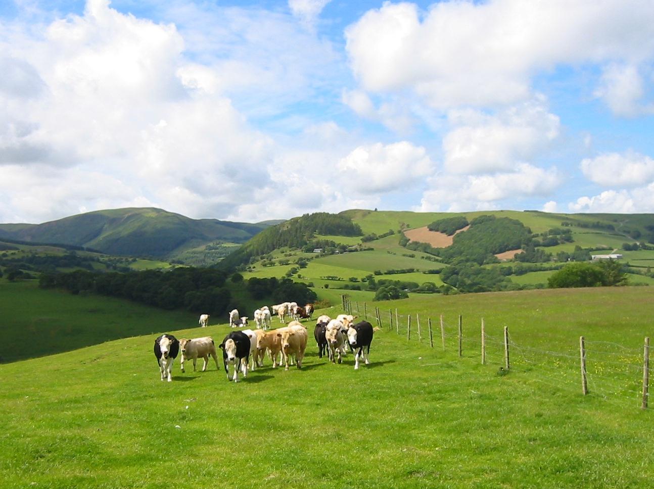 Cows come to greet us above Nantyfyda.