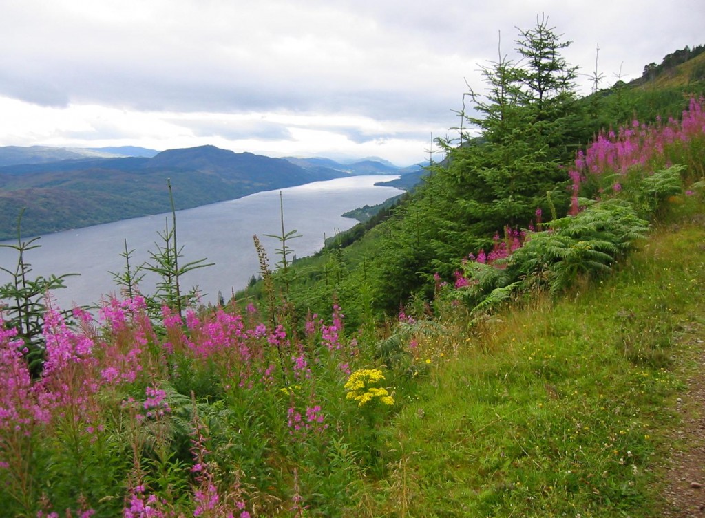 Rosebay Willowherb and Loch Ness north of Invermoriston
