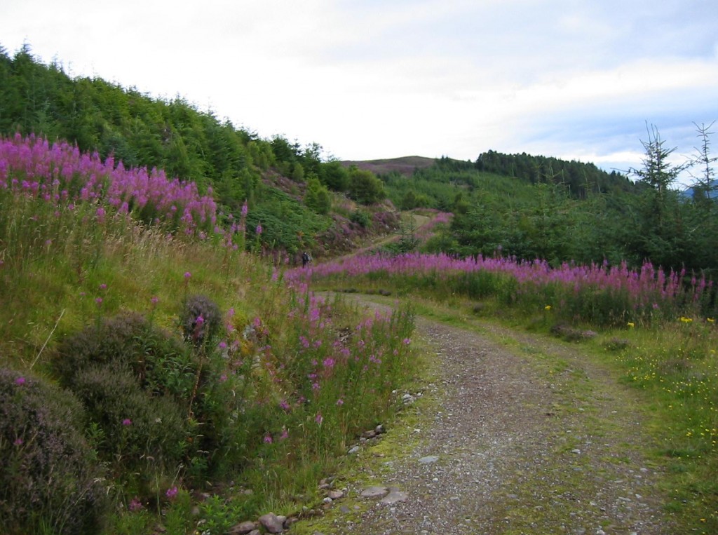 Flowers guard our trackway as we begin a stretch of uphill.