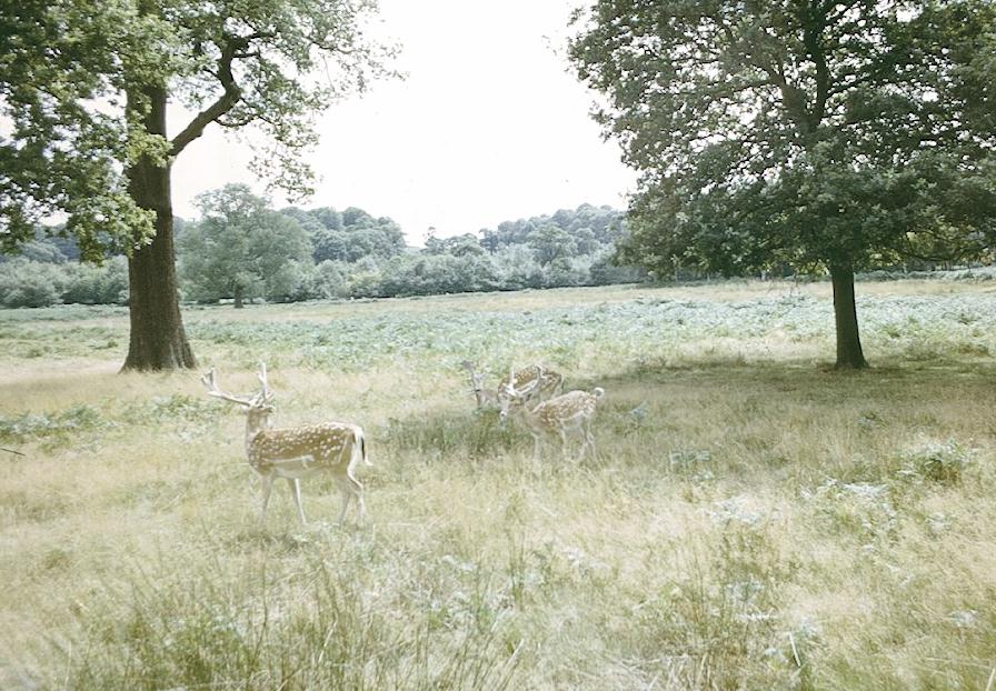 Deer in Richmond Park