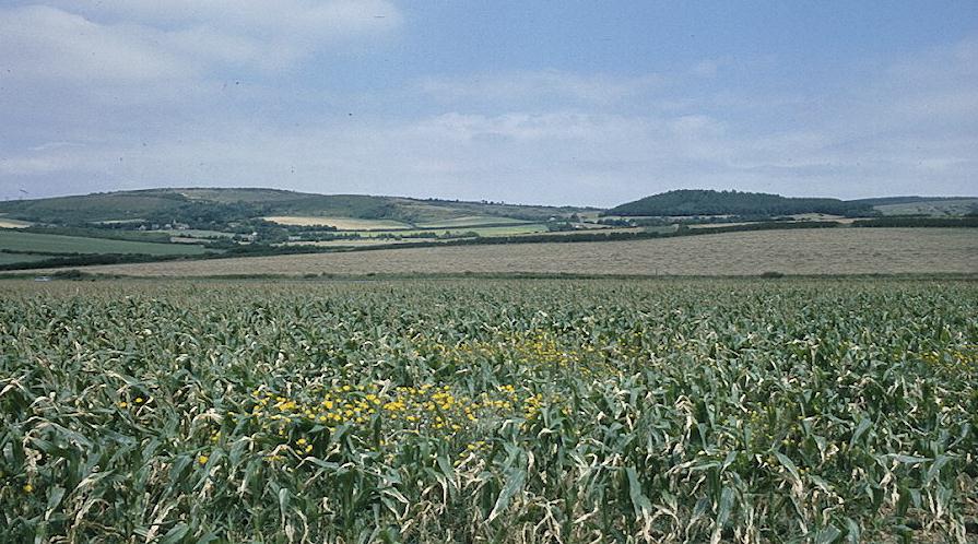 Looking north from Atherfield Point