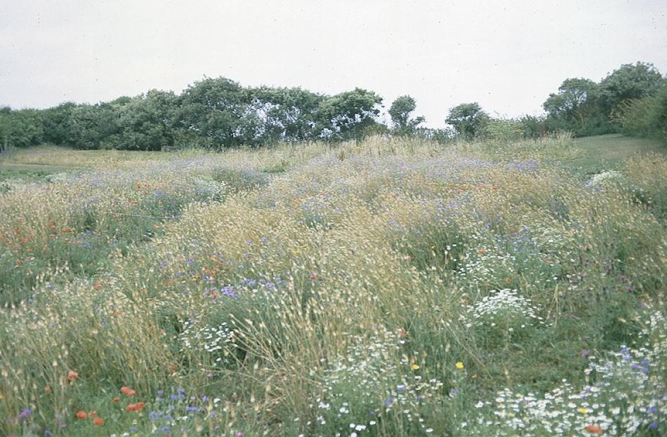 Wildflowers near Ventnor’s Botanic Gardens