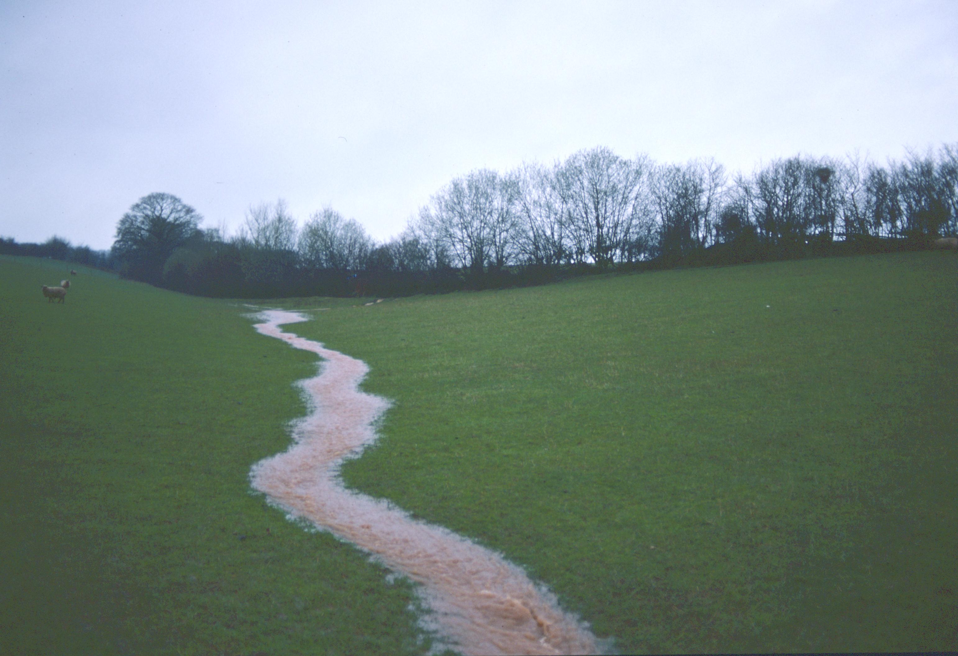 A spontaneous feeder heads for the Trothy