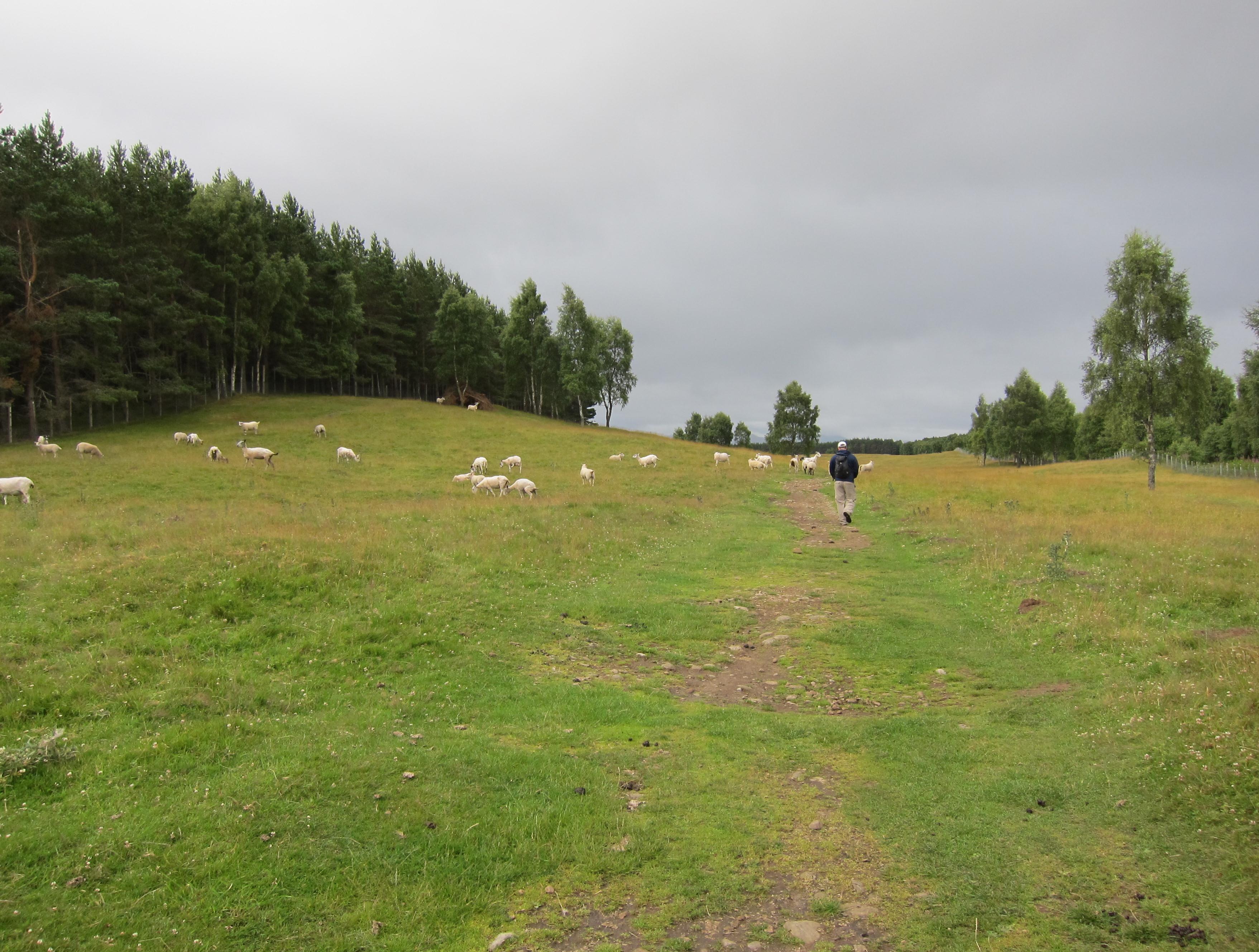 Gavan on Dalraddy Moor