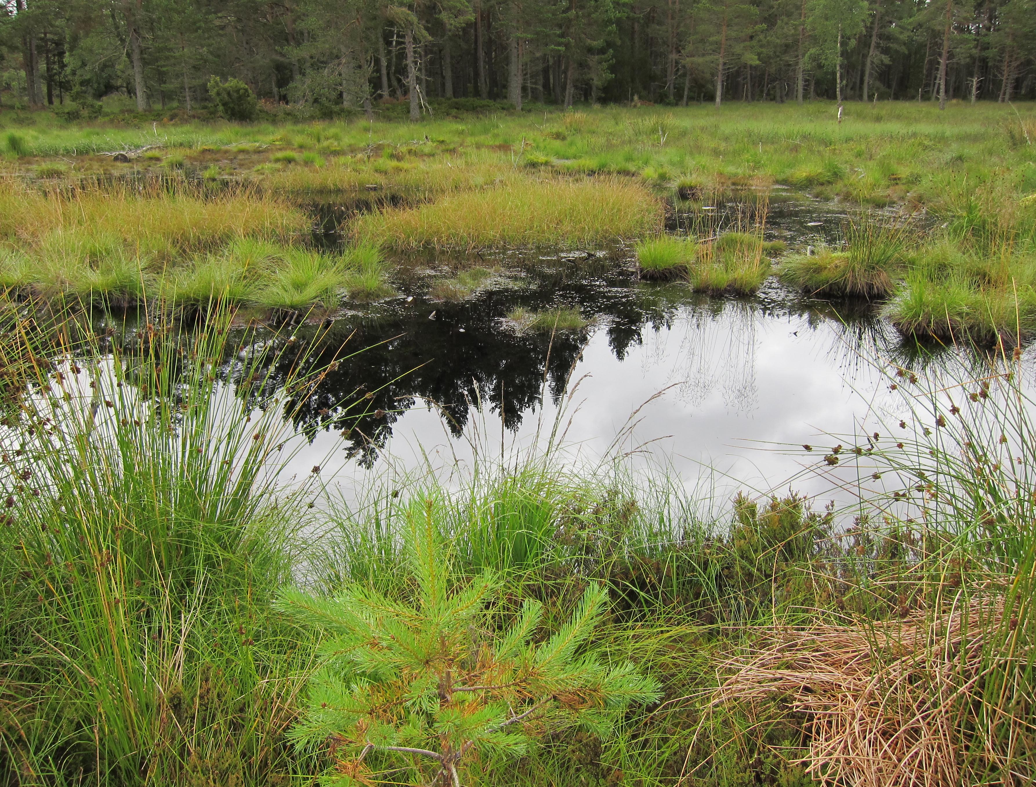 In the Abernethy Forest