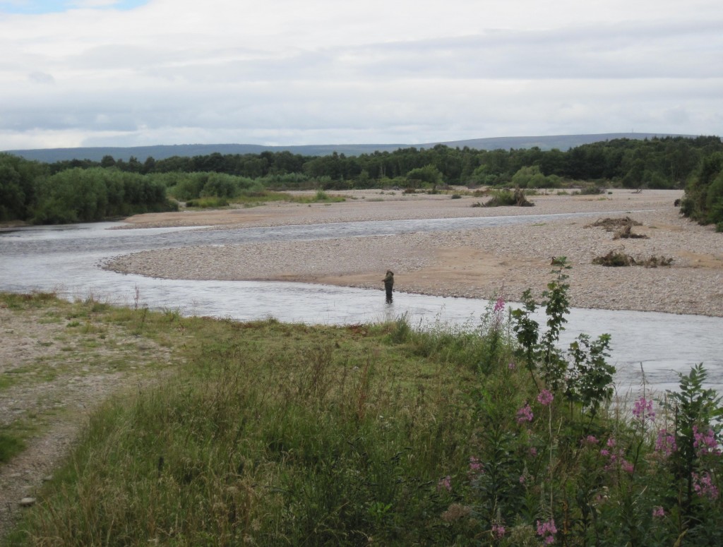 A fisherman in the shallows of the Spey – now only a short distance from the sea