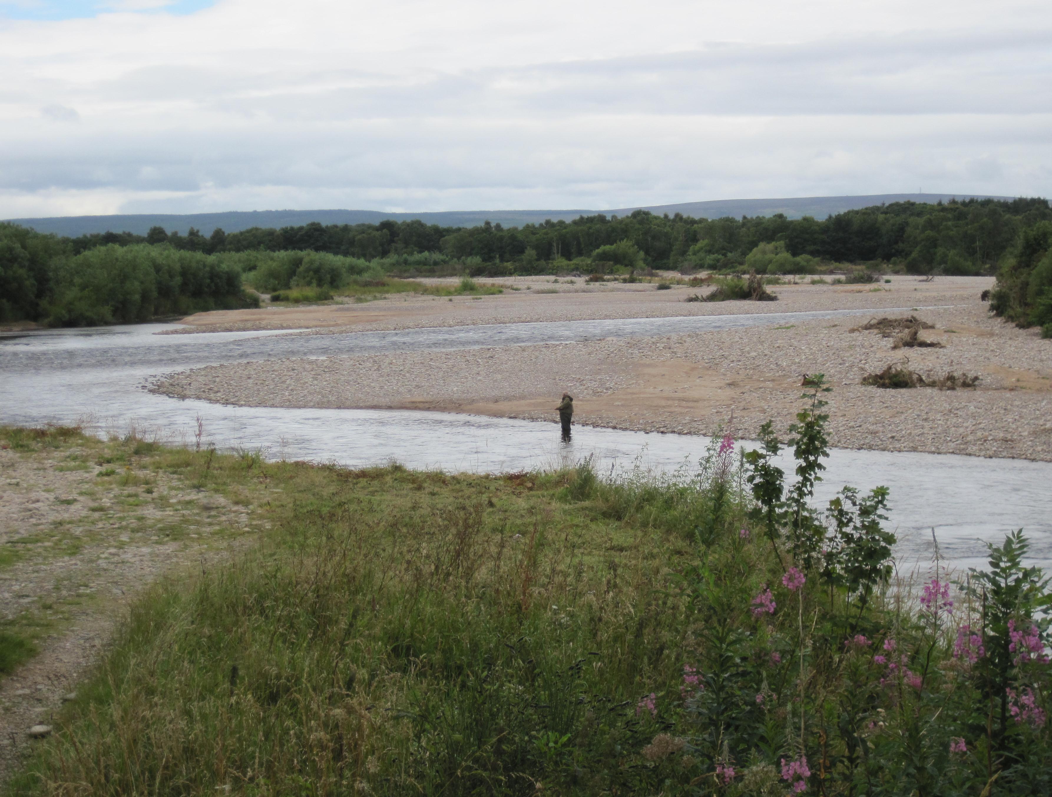 A fisherman in the shallows of the Spey – now only a short distance from the sea