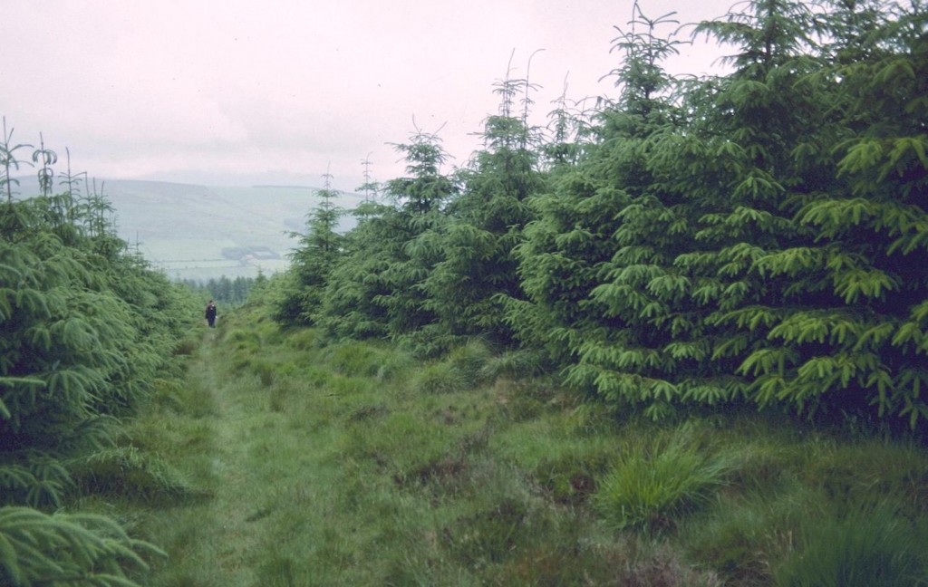 A descent on a ride line in the Shielstown State Forest