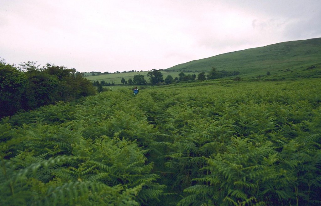 Along the bracken-bound boreen near Doctor’s Cross