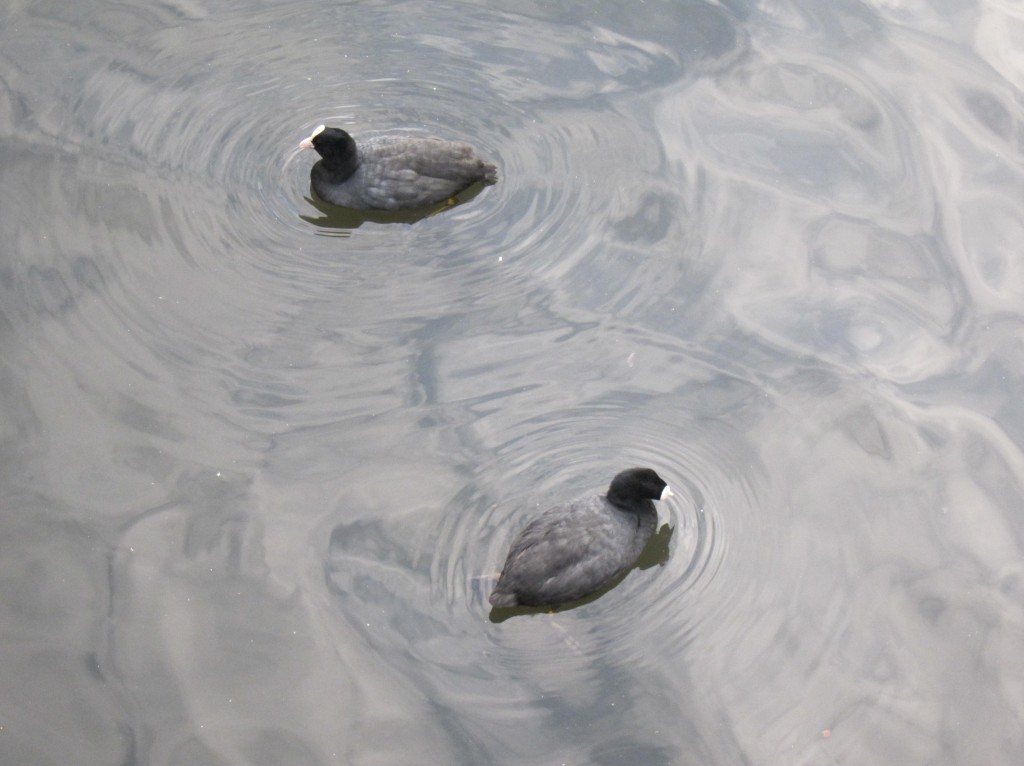 A couple of old Coots