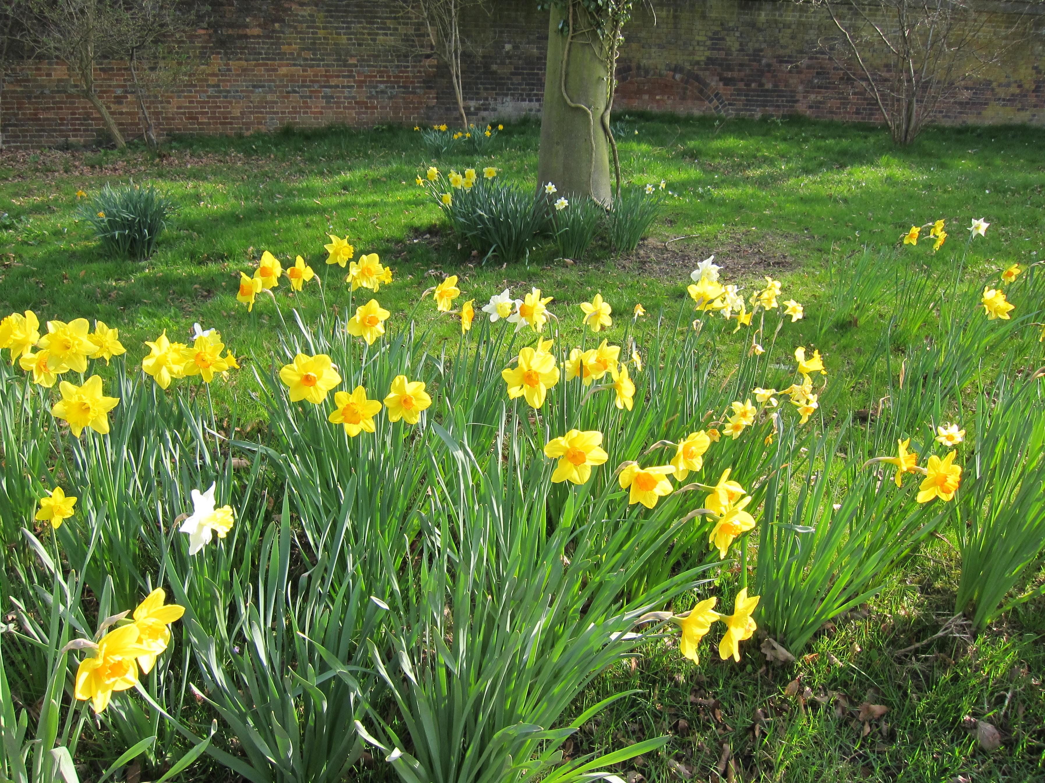 As winter gives way to spring the walker is rewarded by a sea of daffodils.