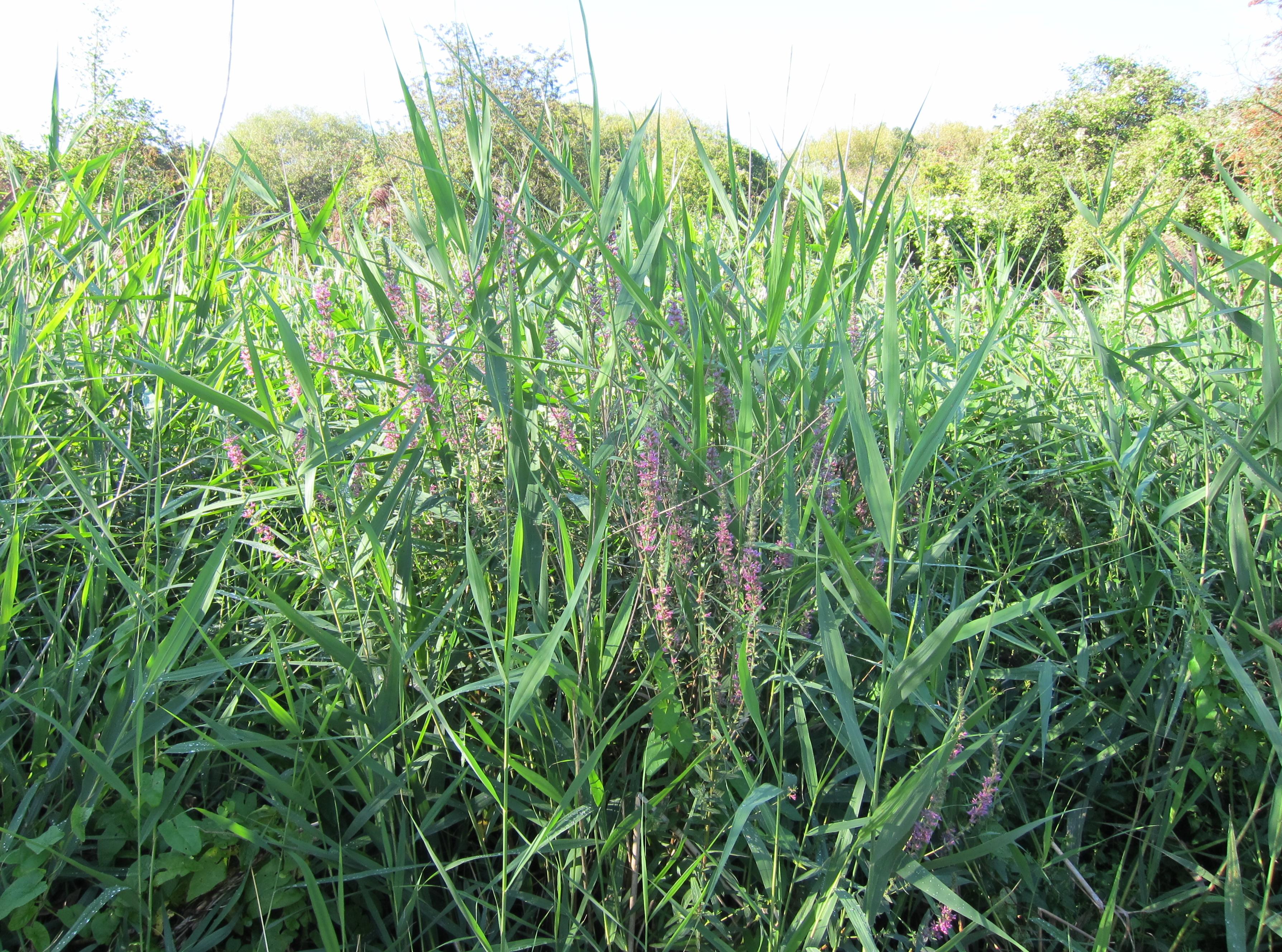 Reed beds accompany any stretch of rural water.