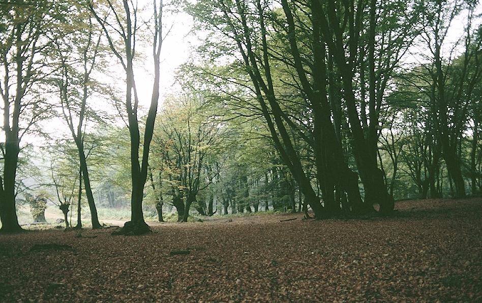 The agreeable crunch of fallen leaves identify an autumn walk in progress.
