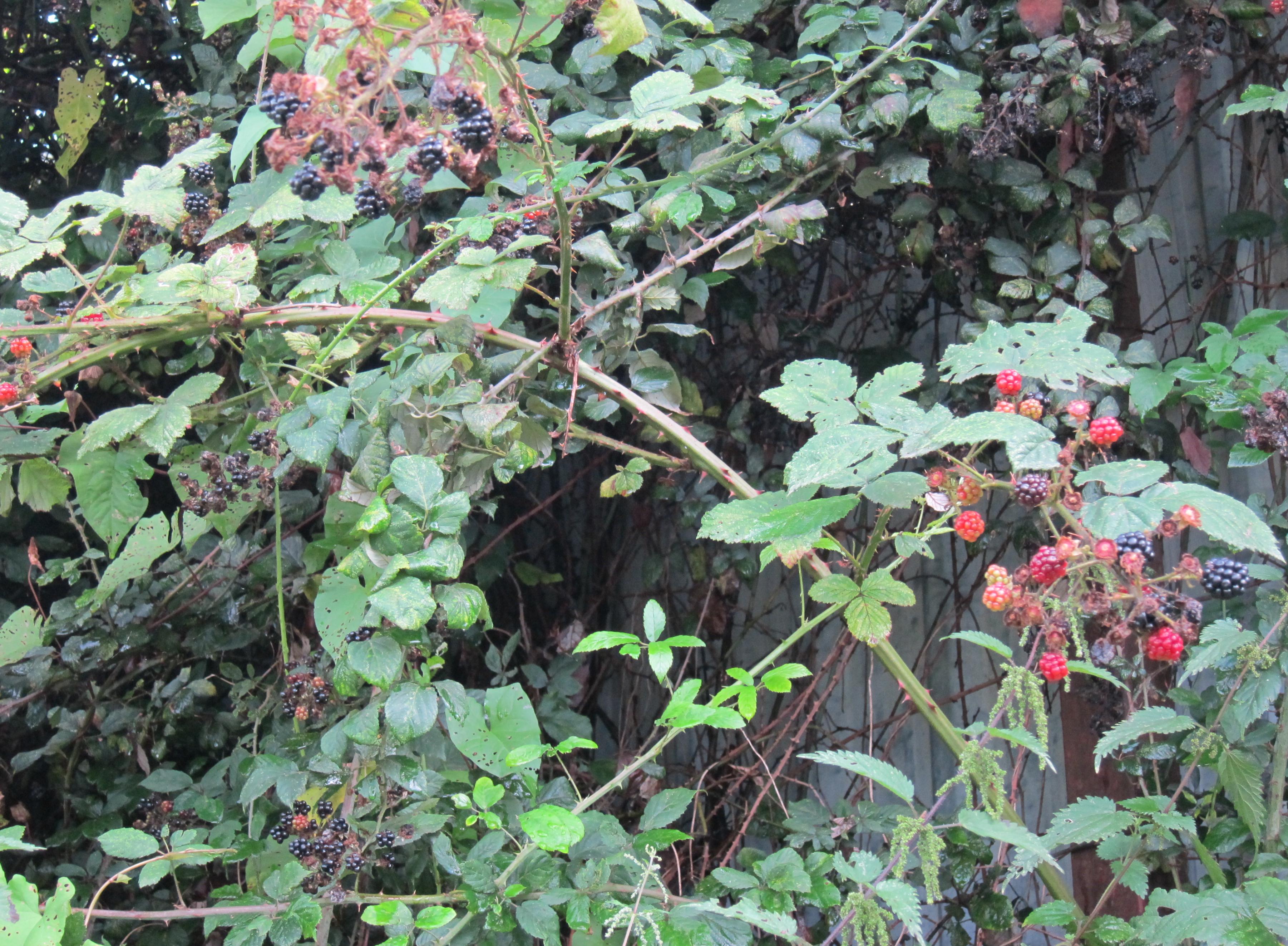 As summer comes to an end walkers can often experience the joys of berry picking.