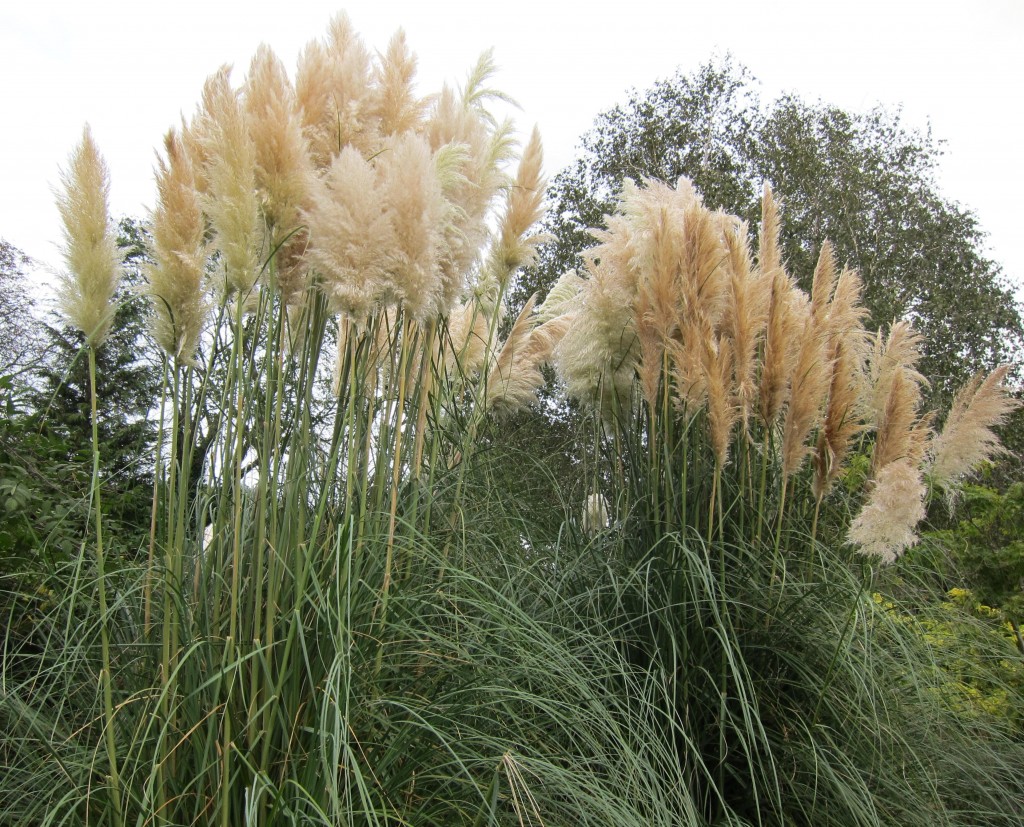 Pampas grass – a suburban favorite