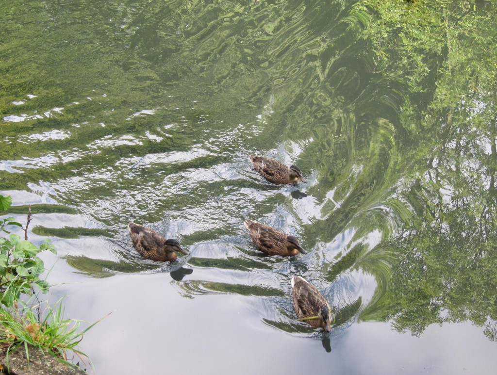 Young Mallards afloat