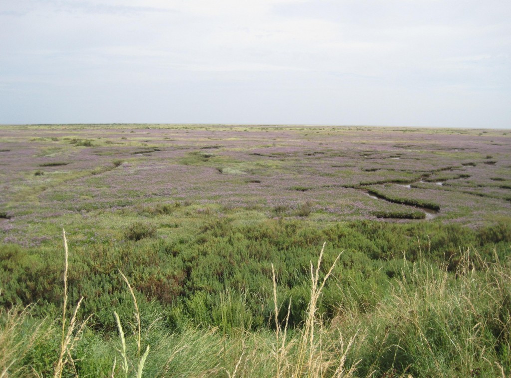 After leaving Wells ¬– sea lavender dominates the scene.