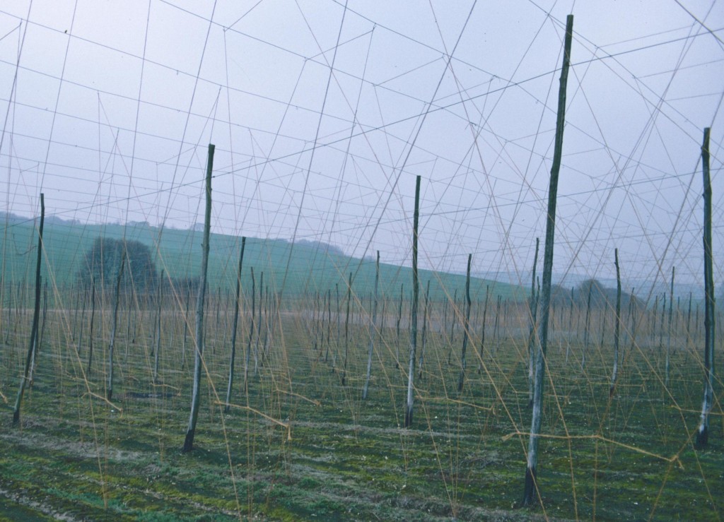 Hop trellis near Old Wives Lees