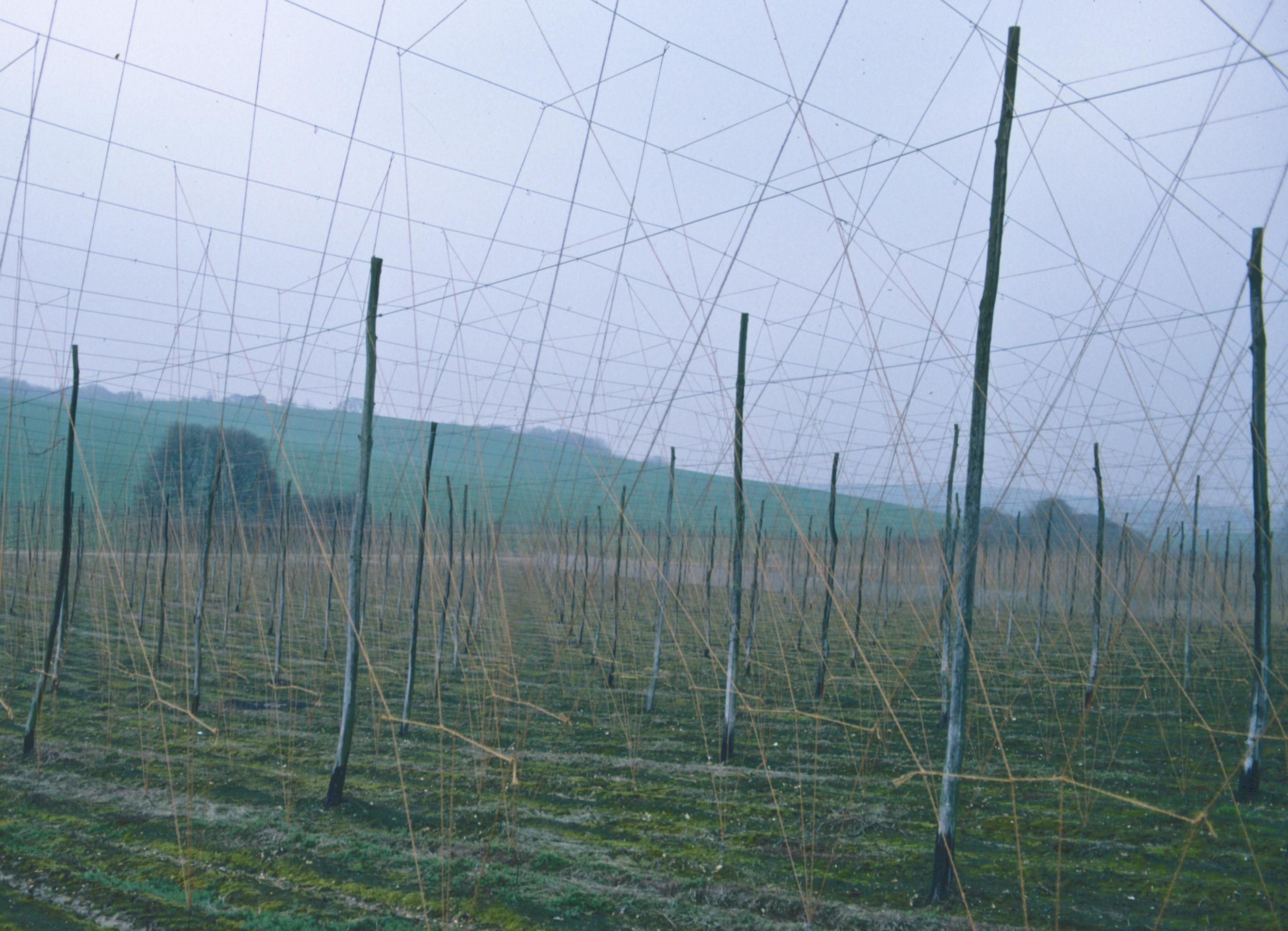 Hop trellis near Old Wives Lees