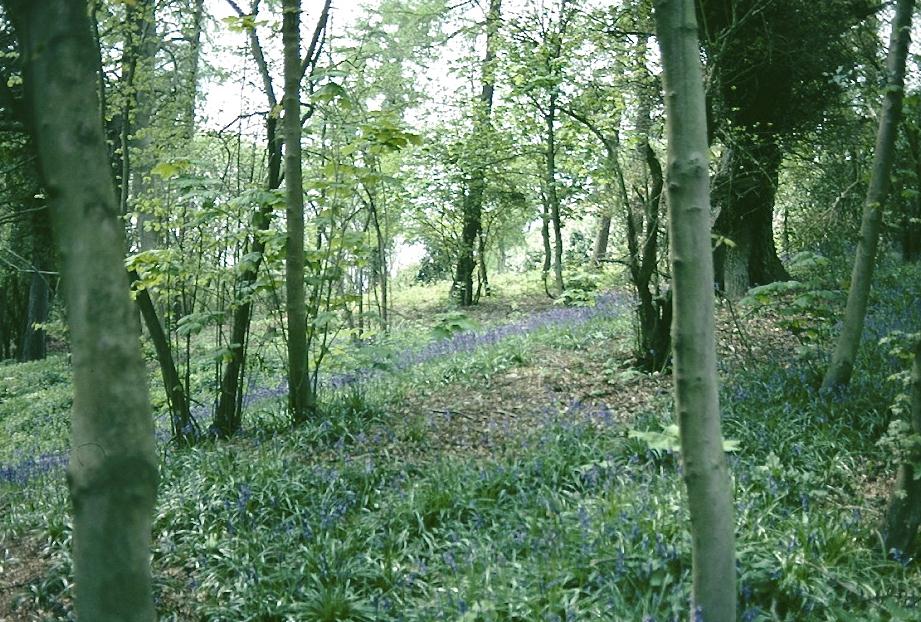 Bluebells on Juniper Hill