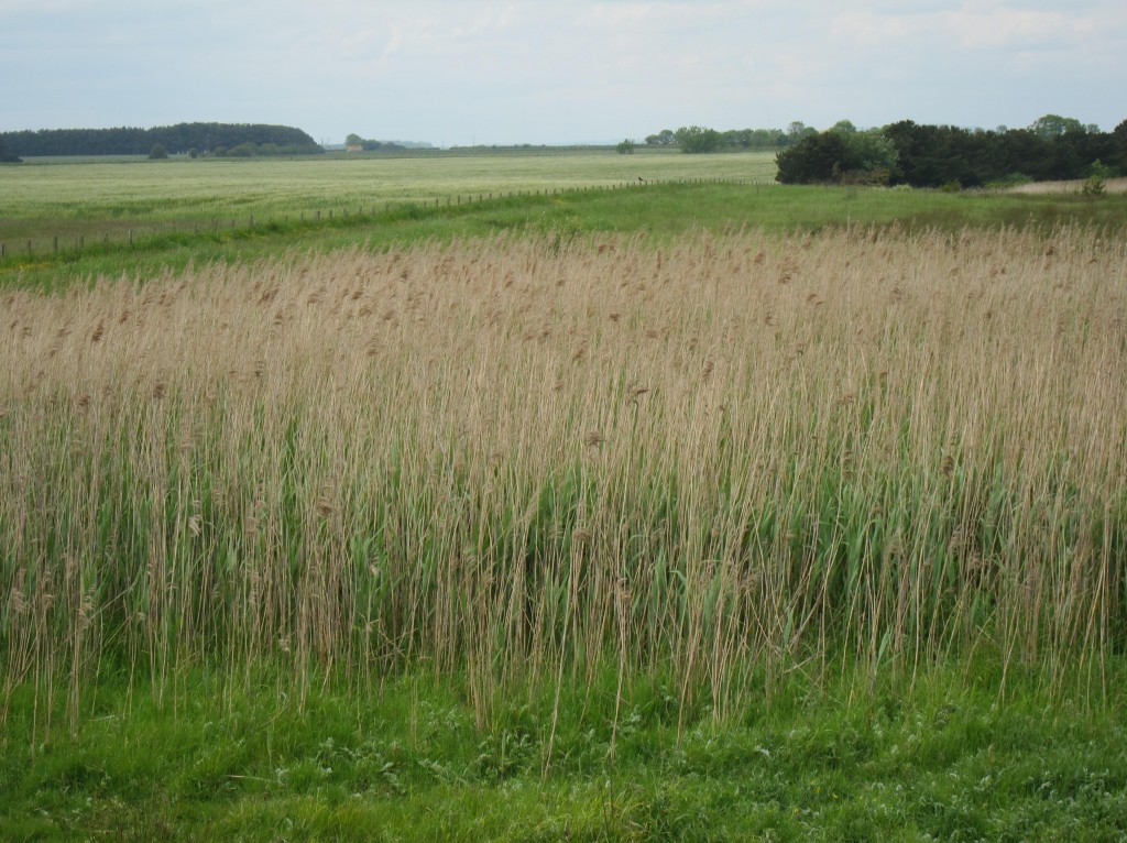 The seacoast provides dramatic vistas on the right (for northbound walkers), but there is a lovely countryside on the left for much of the route as well.