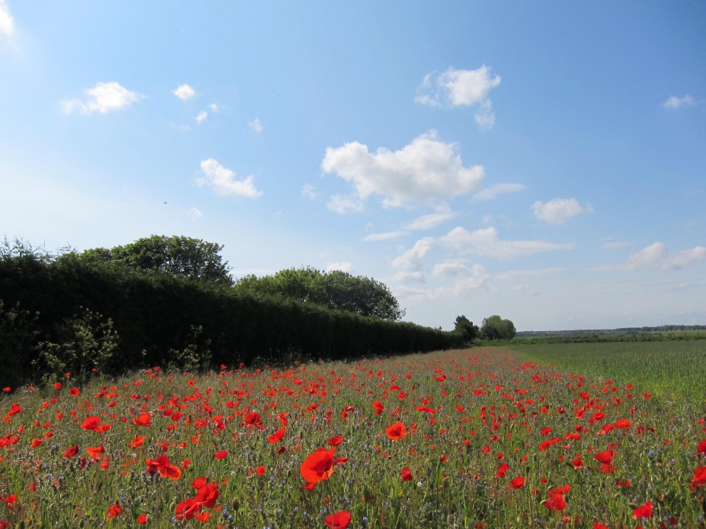 Poppies north of Warkworth