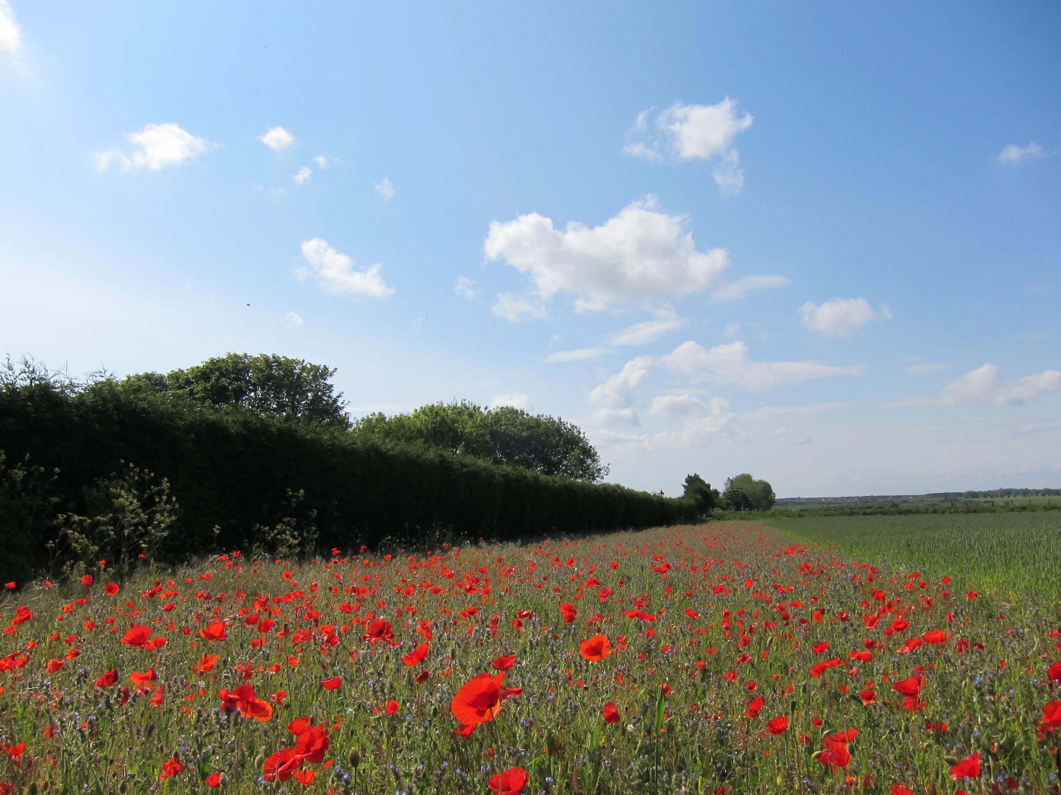 Poppies north of Warkworth