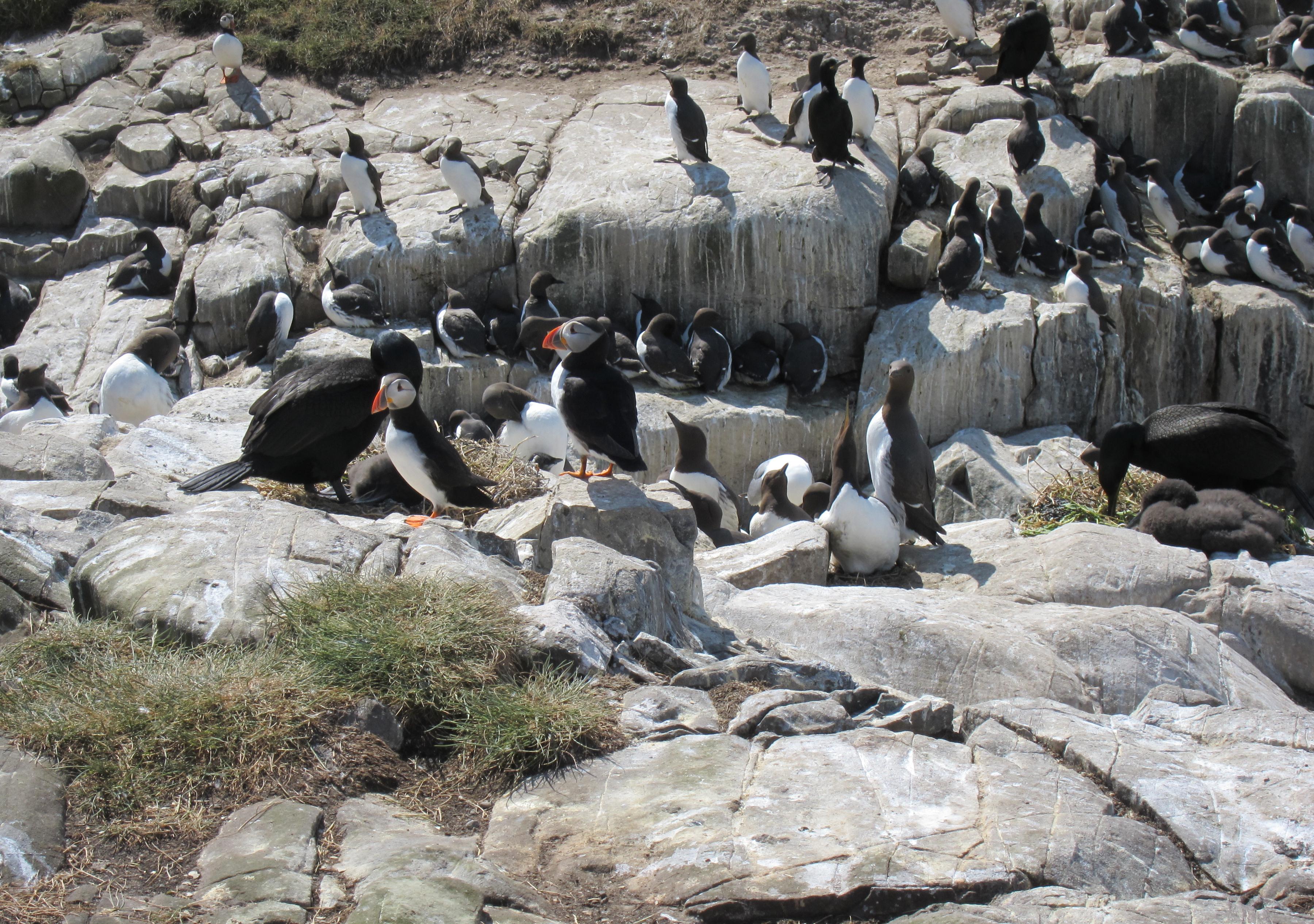 Puffins and other birds share Staple Island