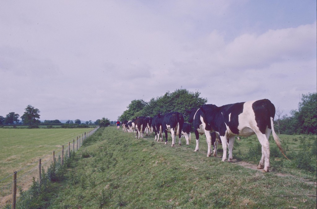 Cows on the Tir-y-mynach embankment