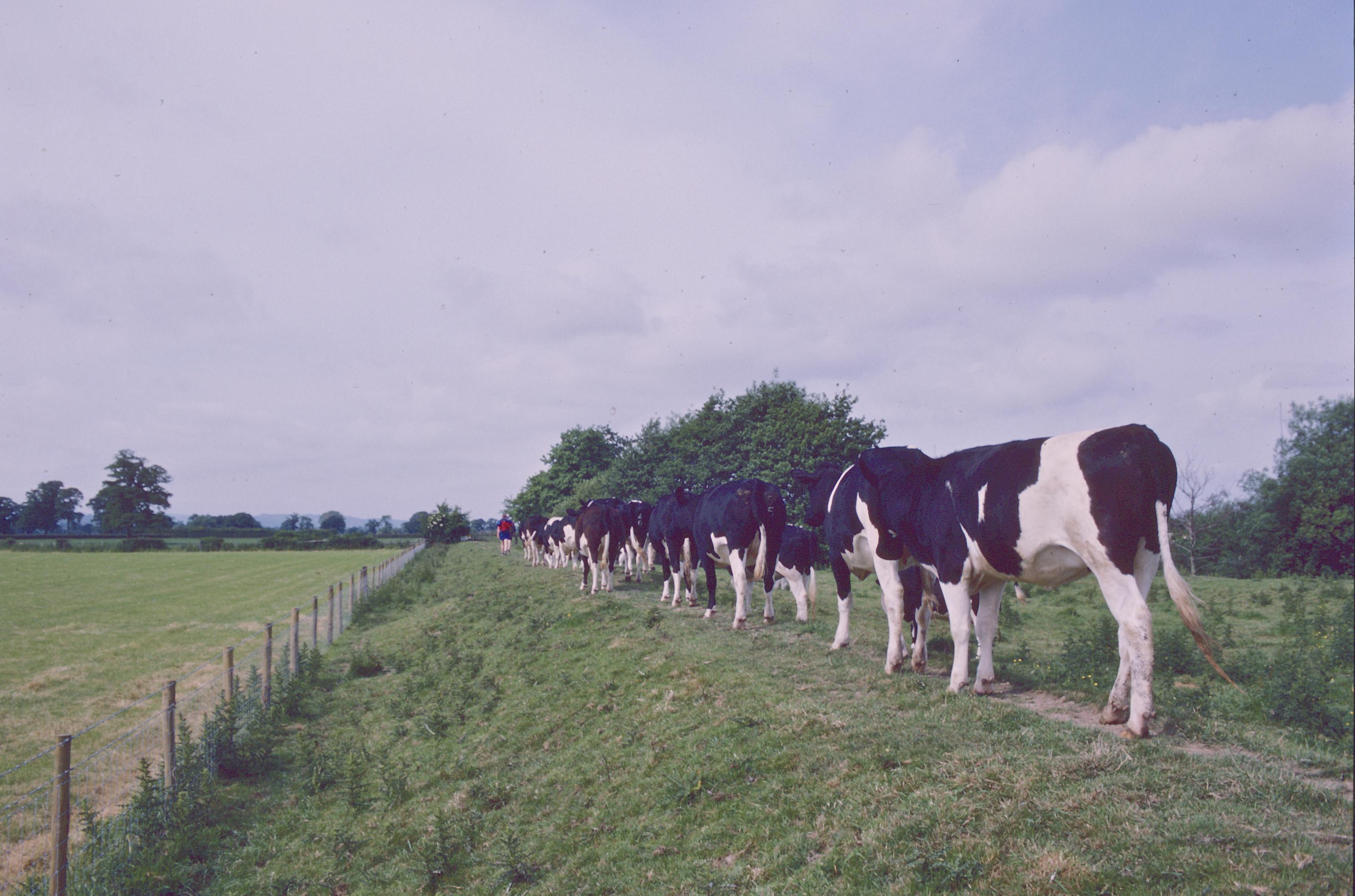 Cows on the Tir-y-mynach embankment