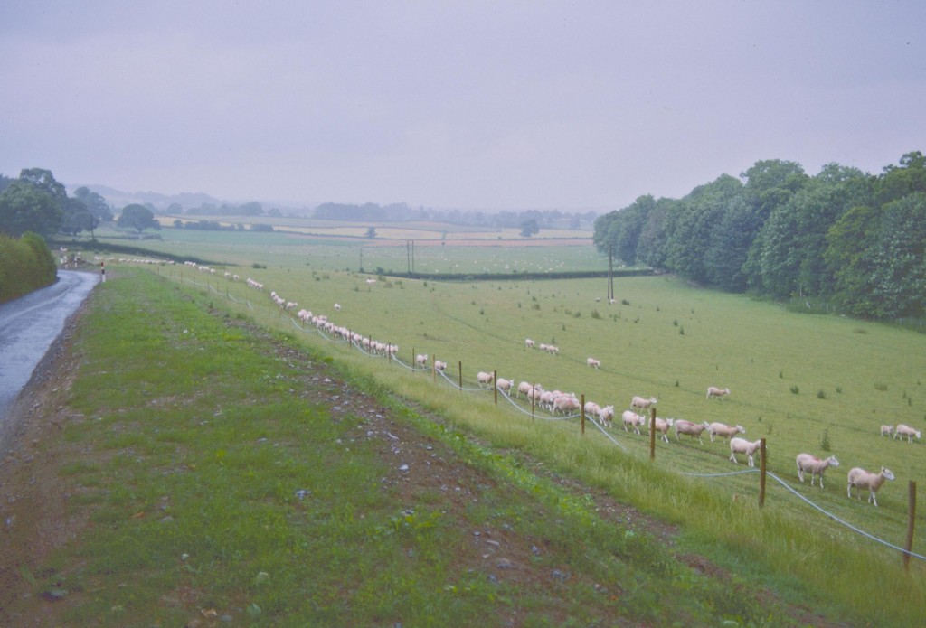 Sheep in transition near the Chirk Castle gates