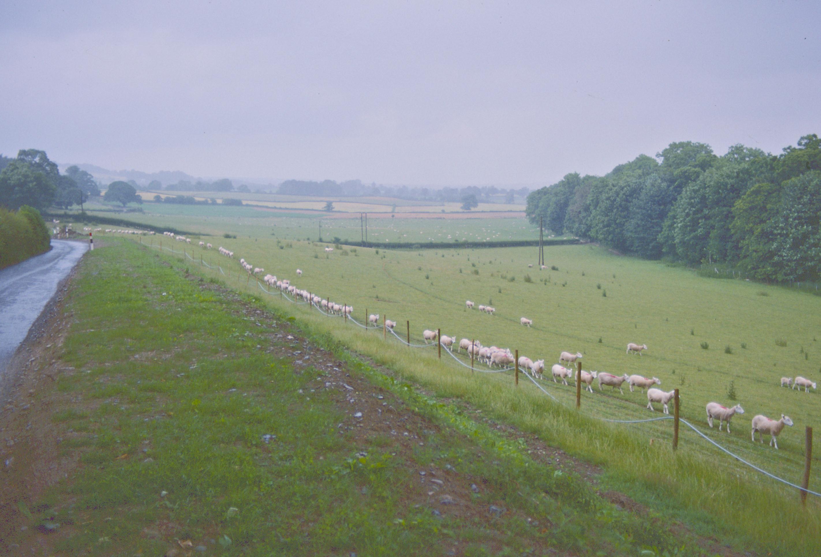 Sheep in transition near the Chirk Castle gates