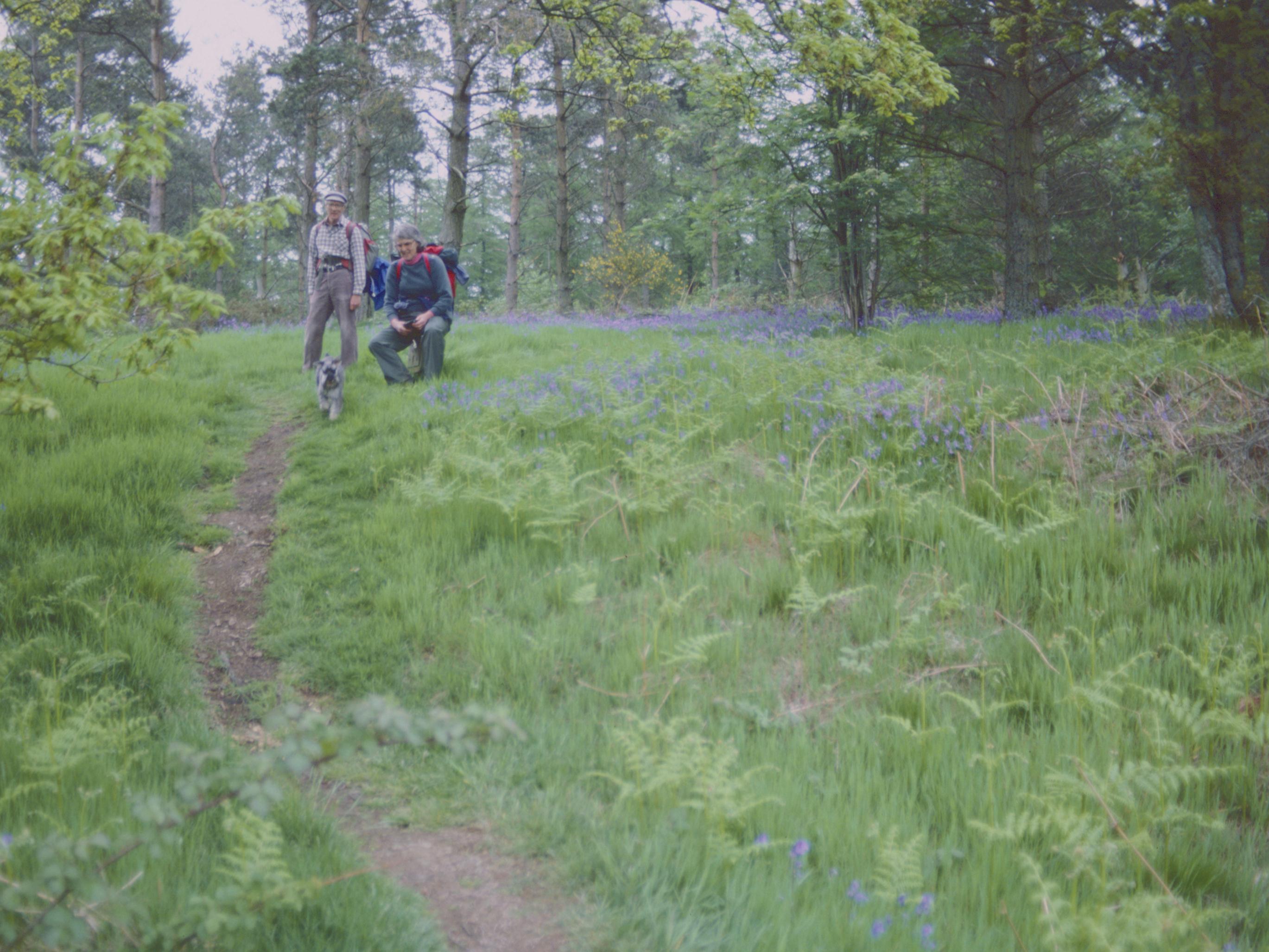The Lees and Toby amid the bluebells of Hilltop Plantation