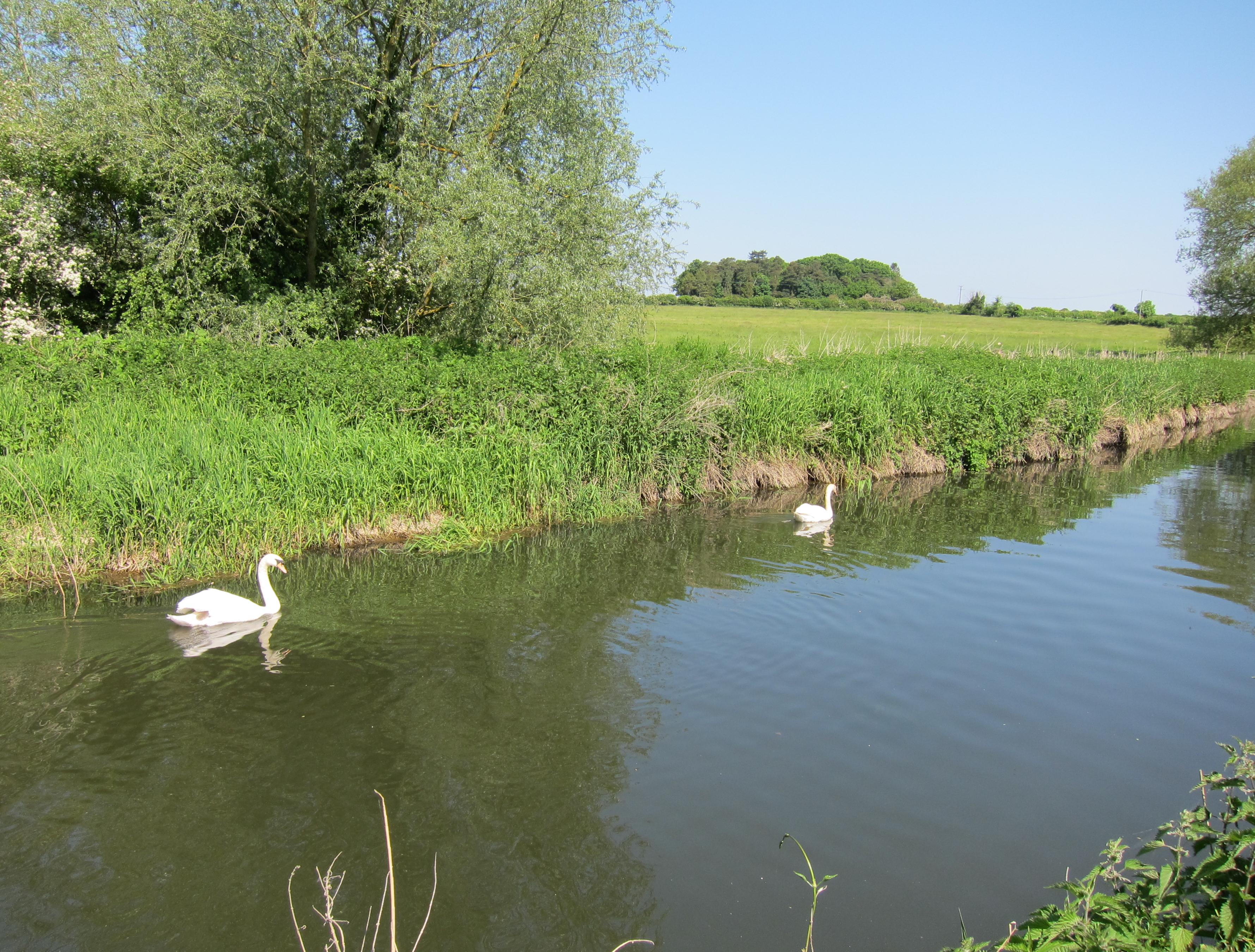 Swans on the River Thet