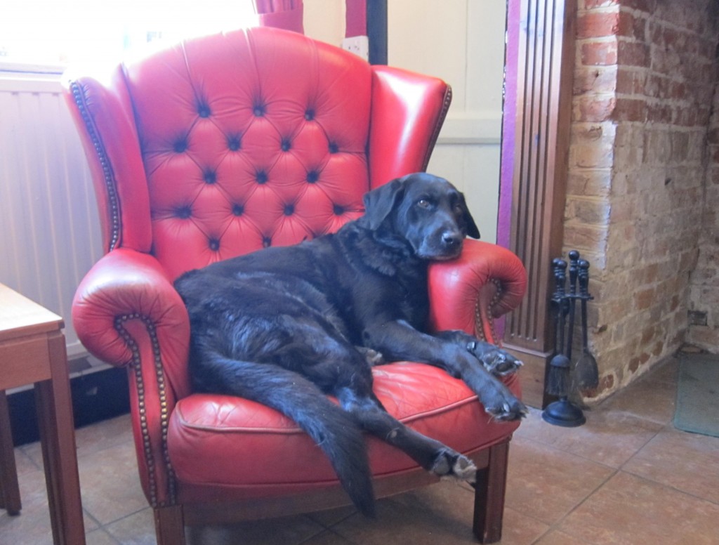 Dog in the Dog & Partridge