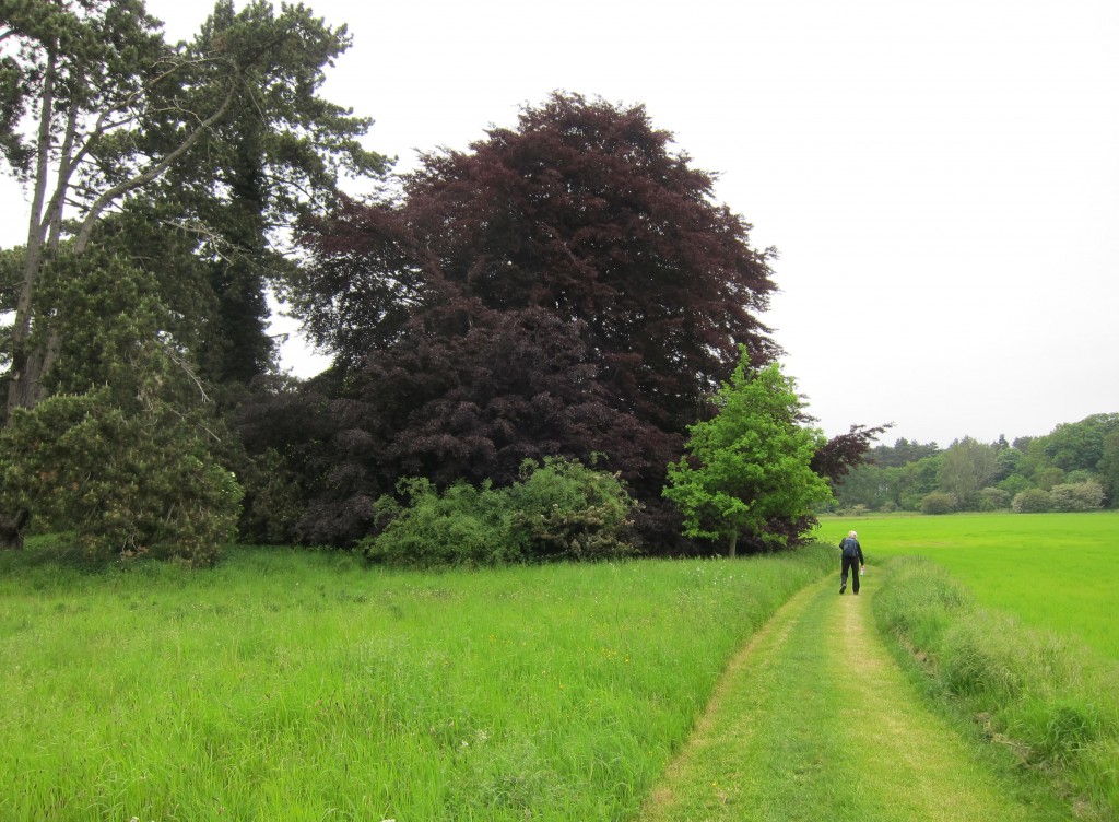 Marge approaches a copper beech.