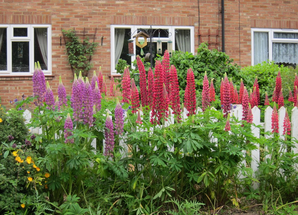 Lupines in Little Cressingham